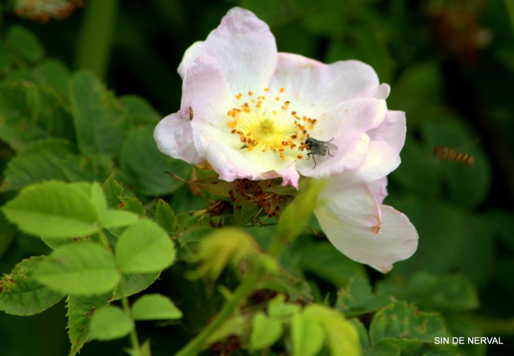 Fonds d'cran Nature Fleurs CEUX DU LAC