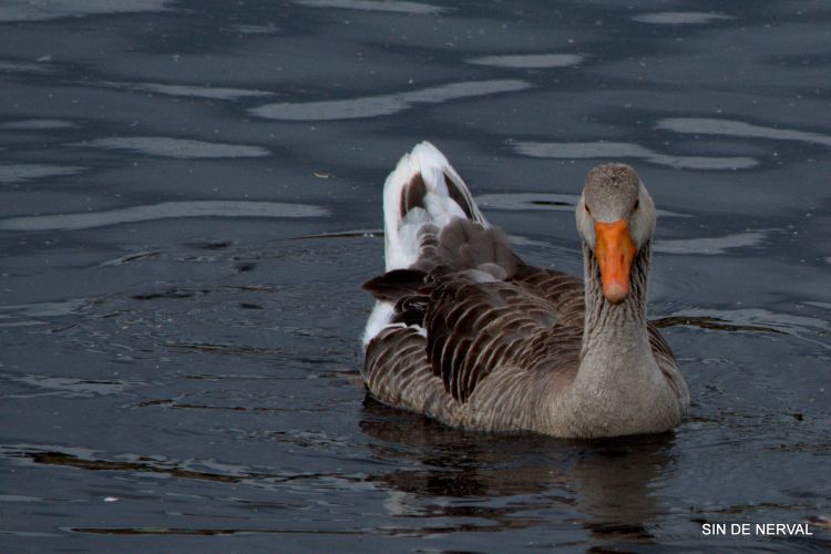 Fonds d'cran Animaux Divers CEUX DU LAC