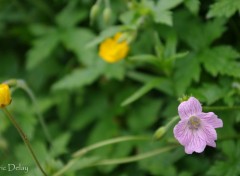  Nature Fleur