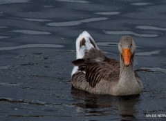  Animaux CEUX DU LAC