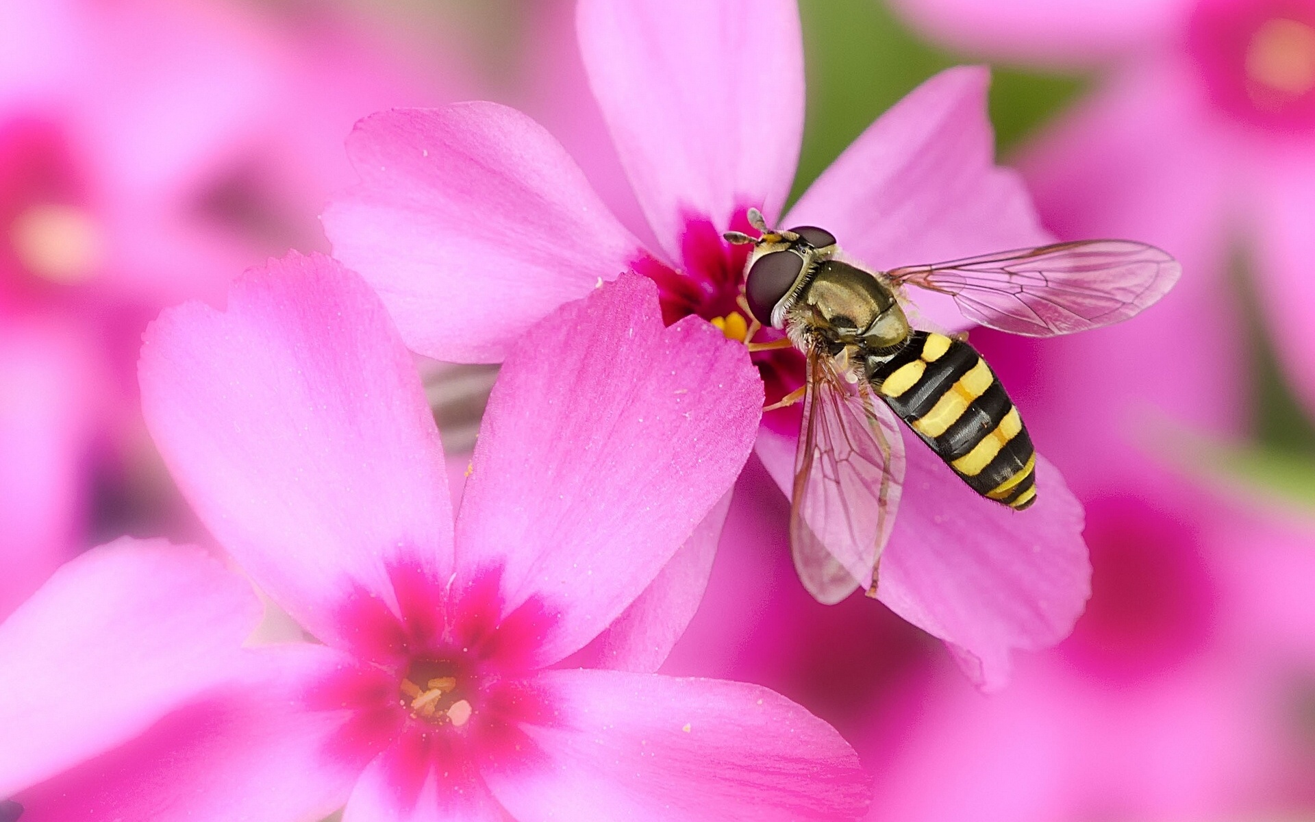 Wallpapers Animals Insects - Bees, Wasps 