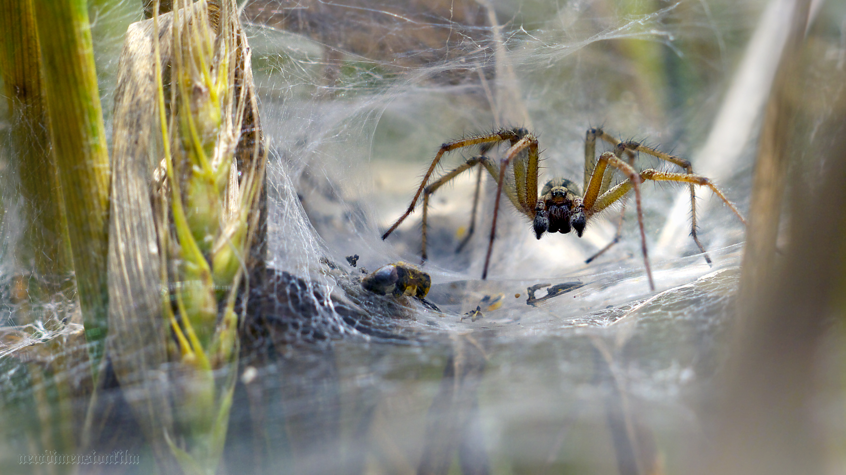 Fonds d'cran Animaux Araignes Ici, je chasse!