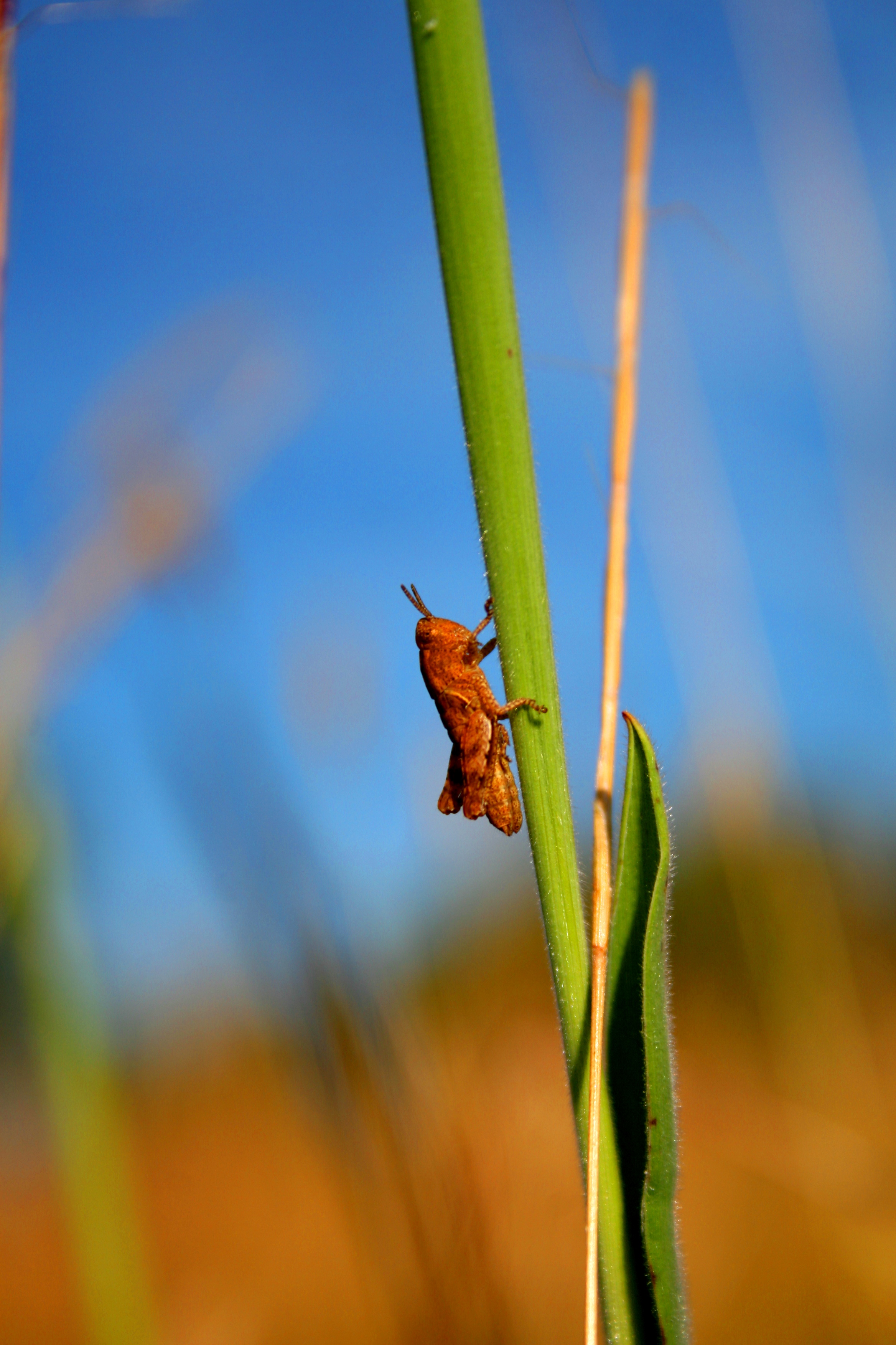 Fonds d'cran Animaux Insectes - Sauterelles et Criquets SAUTERELLES