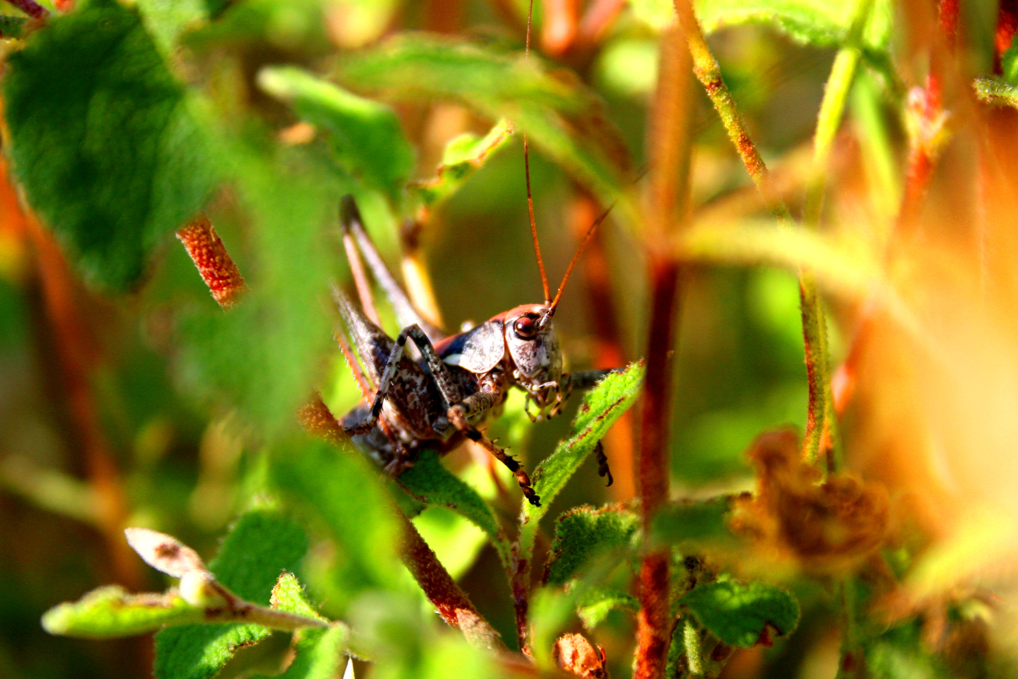 Wallpapers Animals Insects - Grasshoppers and Locusts SAUTERELLES