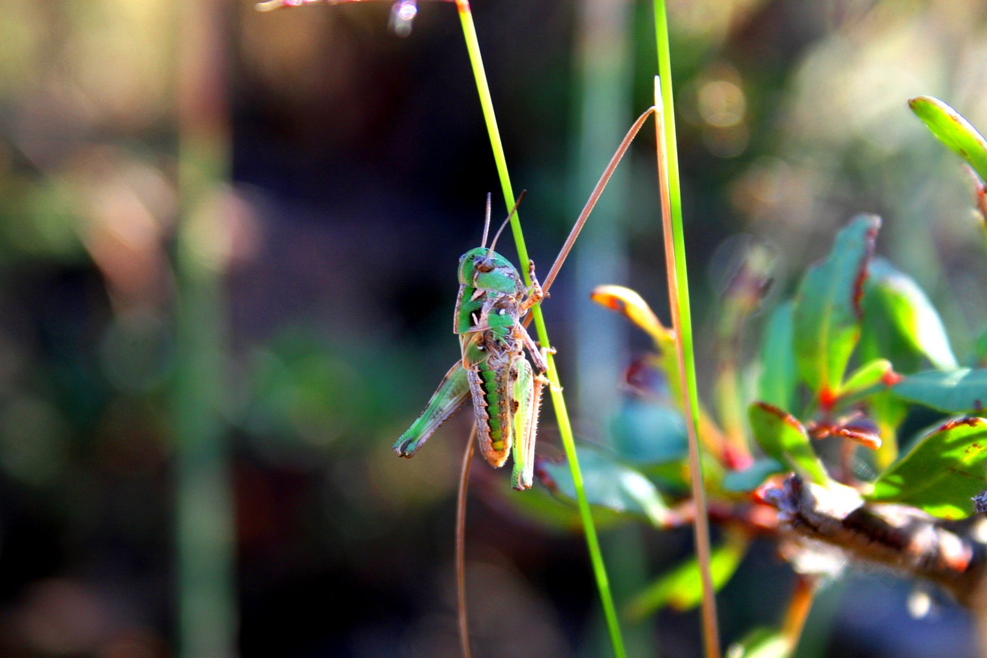 Wallpapers Animals Insects - Grasshoppers and Locusts SAUTERELLES