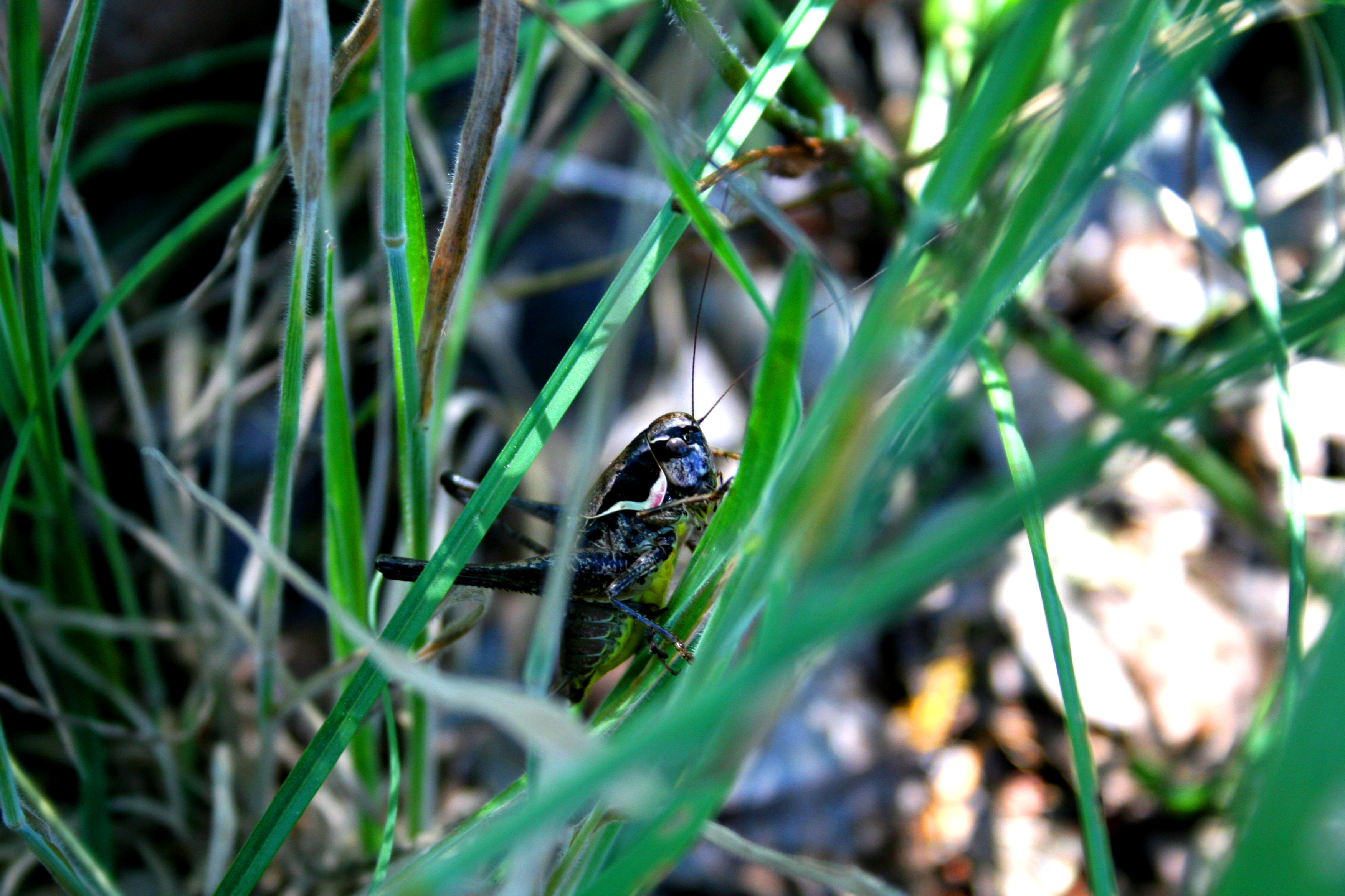 Wallpapers Animals Insects - Grasshoppers and Locusts SAUTERELLES