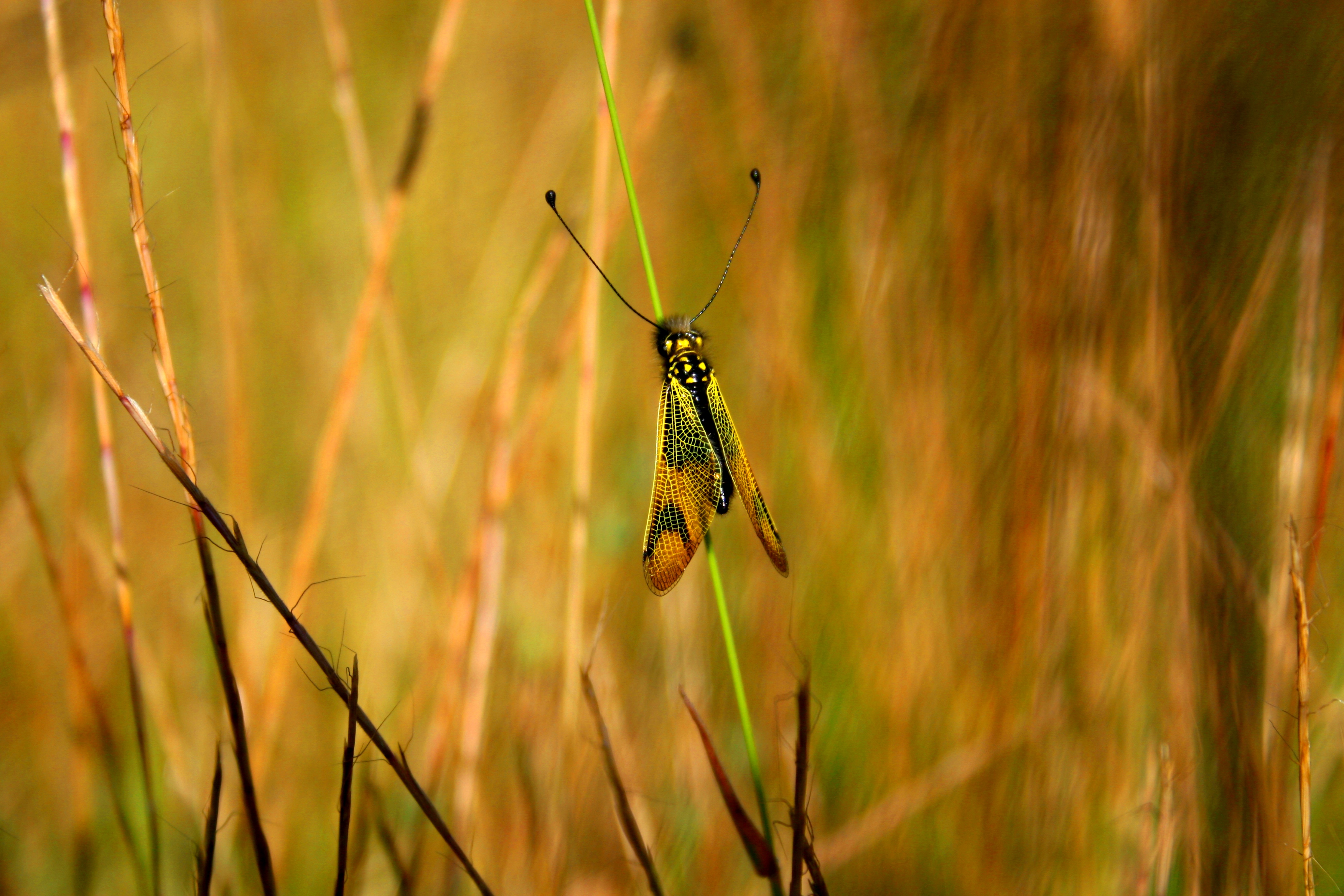 Wallpapers Animals Insects - Butterflies PAPILLONS 