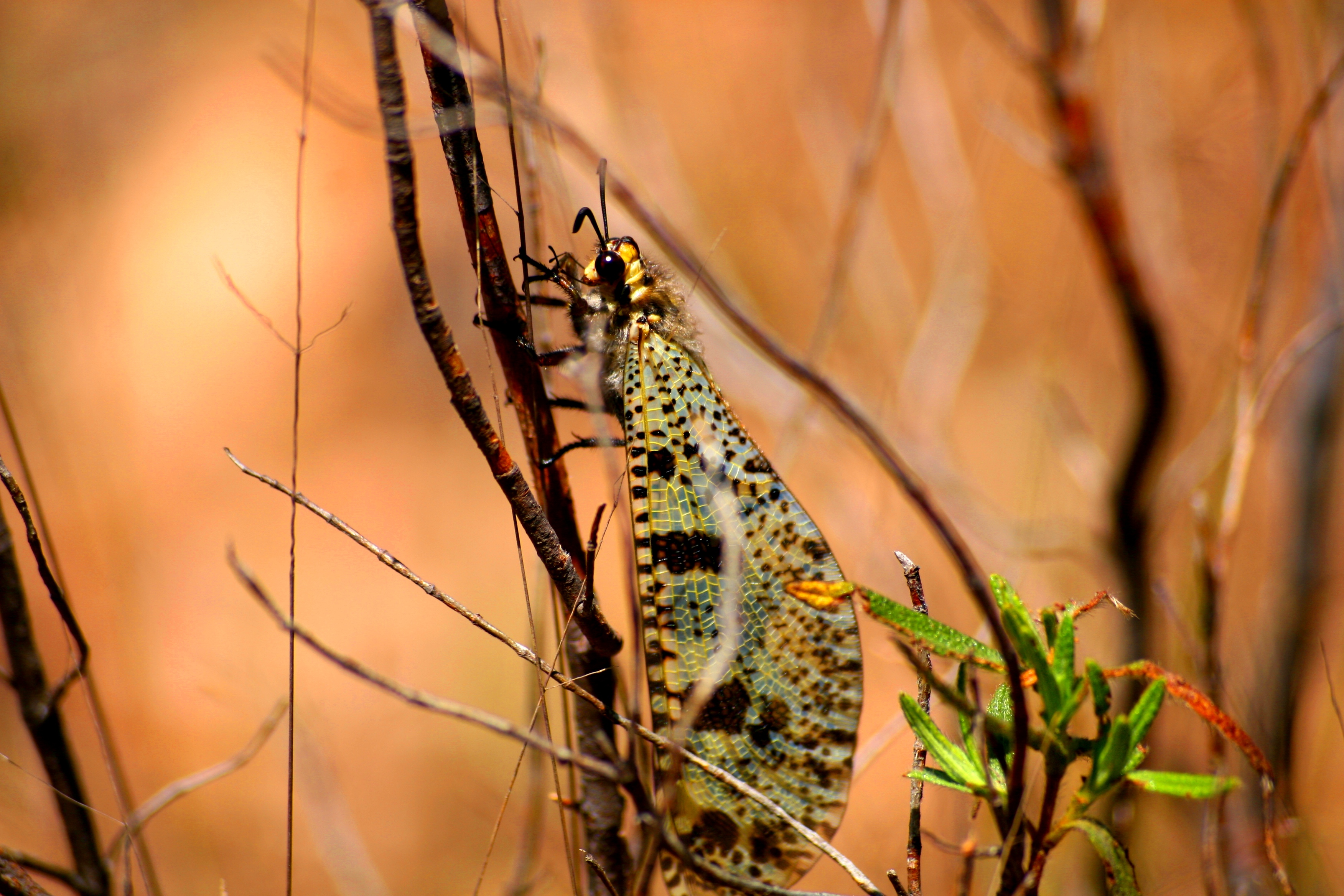 Fonds d'cran Animaux Insectes - Papillons PAPILLONS 