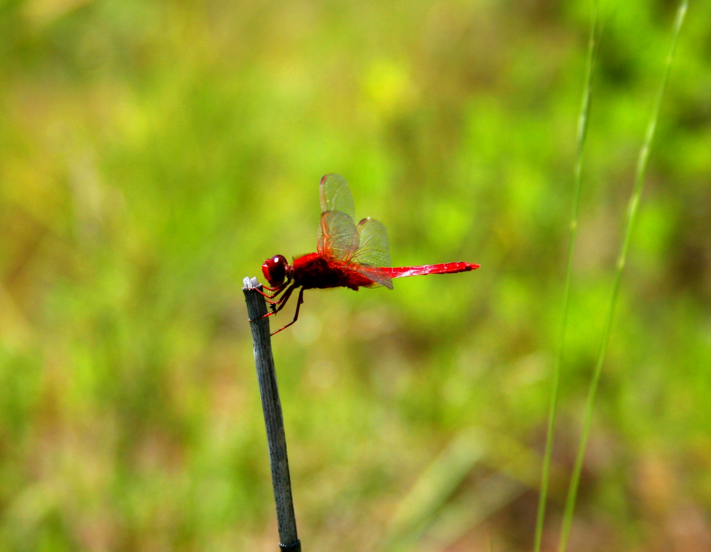 Fonds d'cran Animaux Insectes - Libellules libellule rouge sanguin