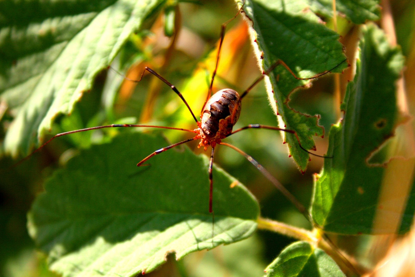 Wallpapers Animals Spiders 