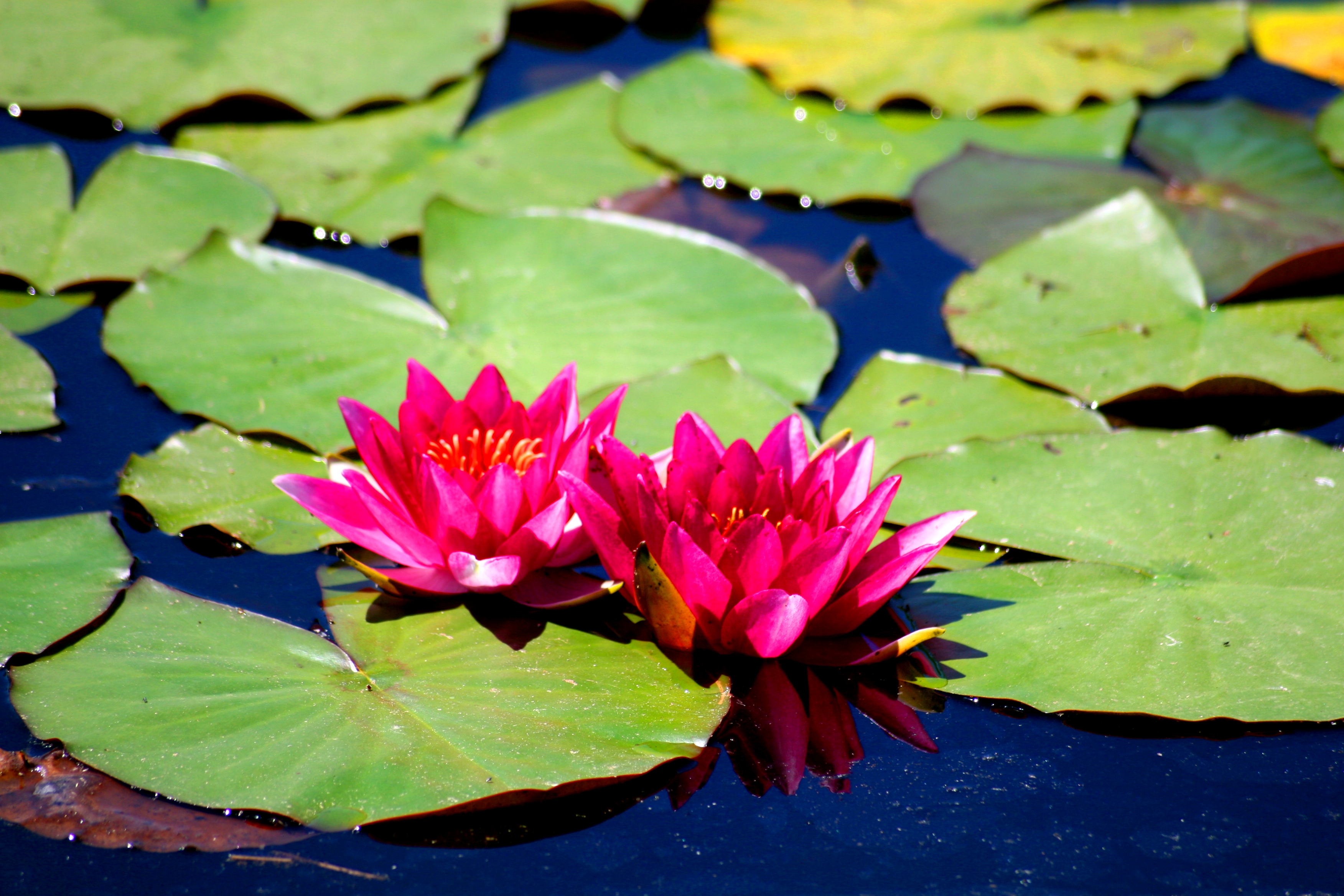 Fonds d'cran Nature Fleurs fleurs et lotus