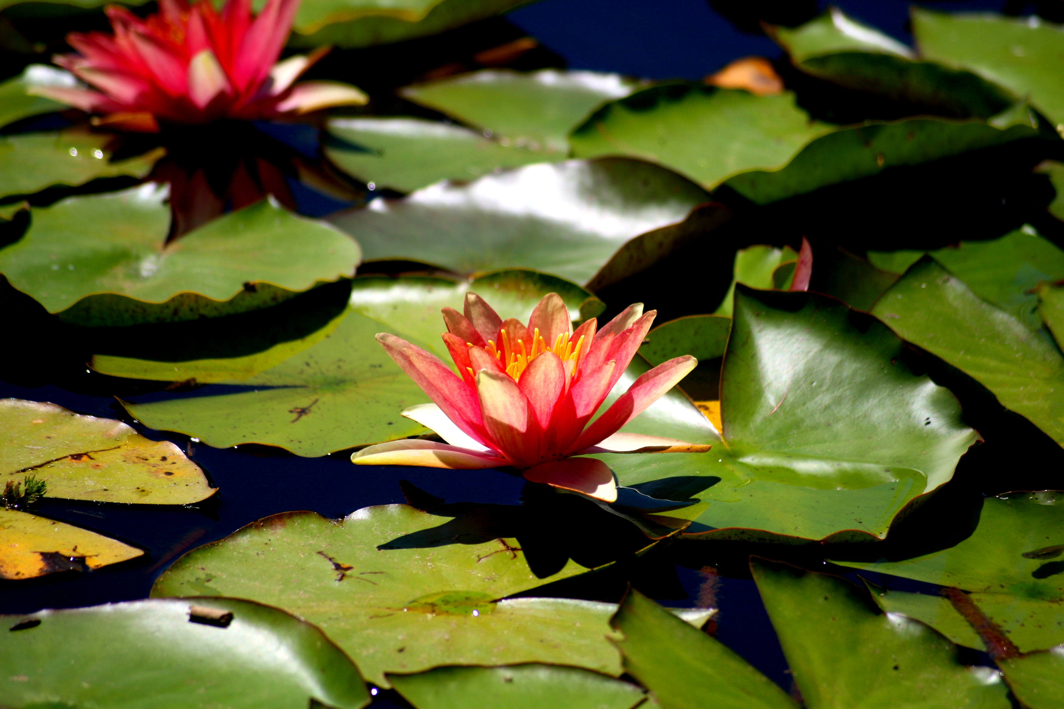 Fonds d'cran Nature Fleurs fleurs et lotus