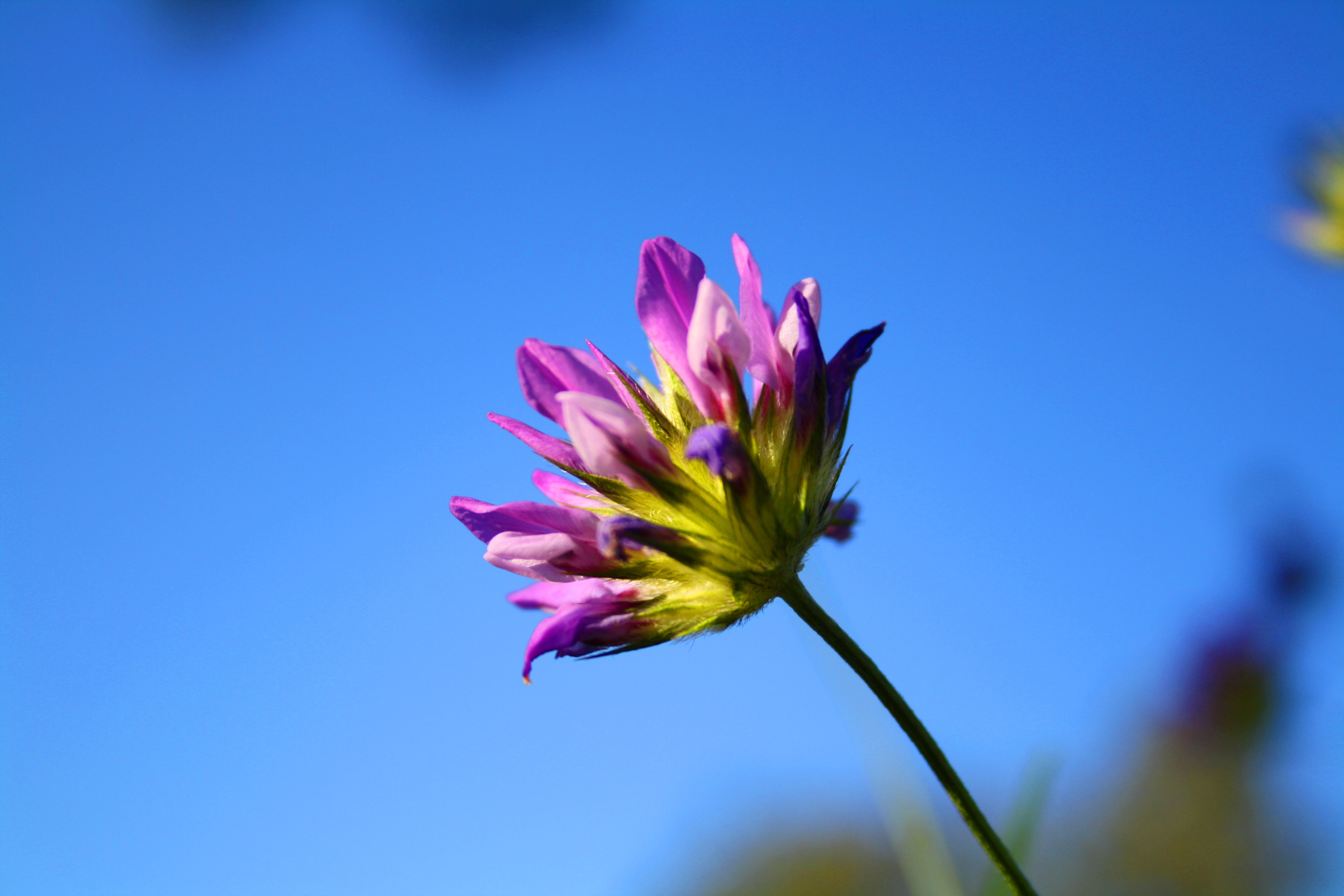 Fonds d'cran Nature Fleurs fleurs et lotus