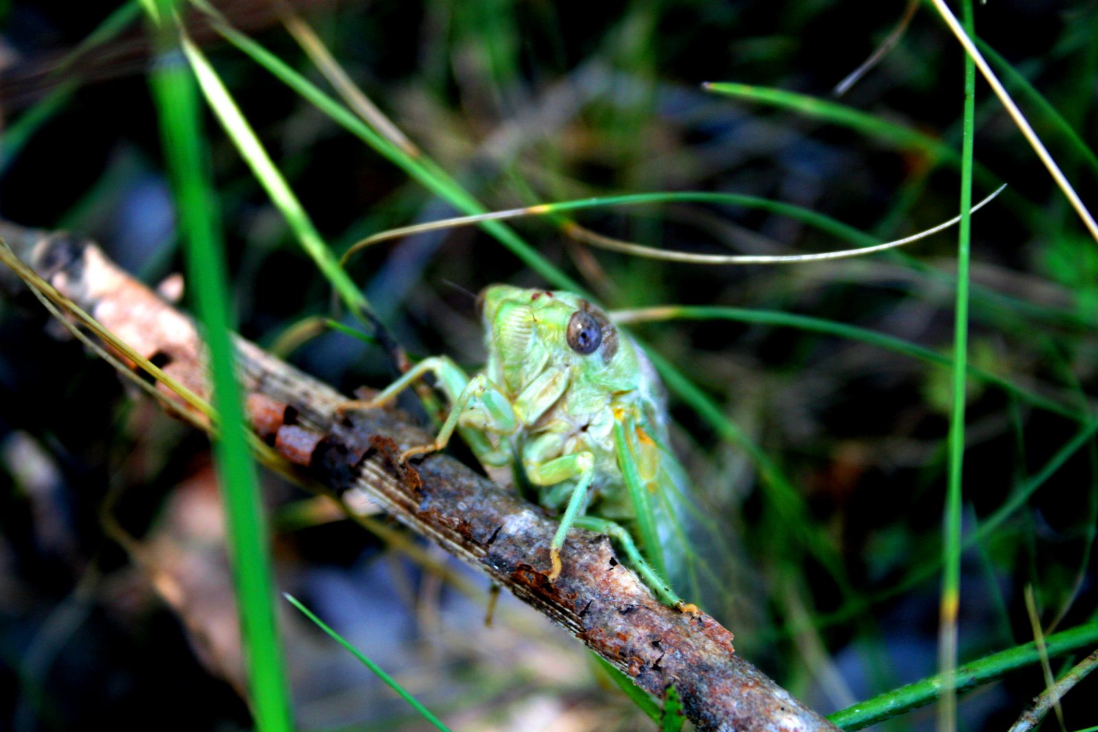 Fonds d'cran Animaux Insectes - Cigales cigales