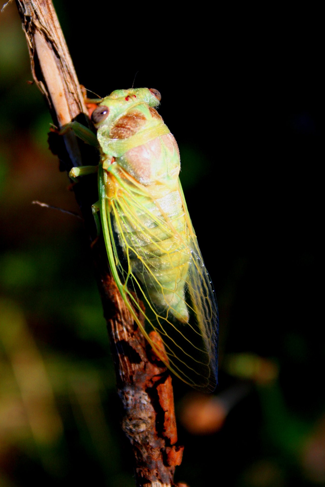 Wallpapers Animals Insects - Cicadas cigales