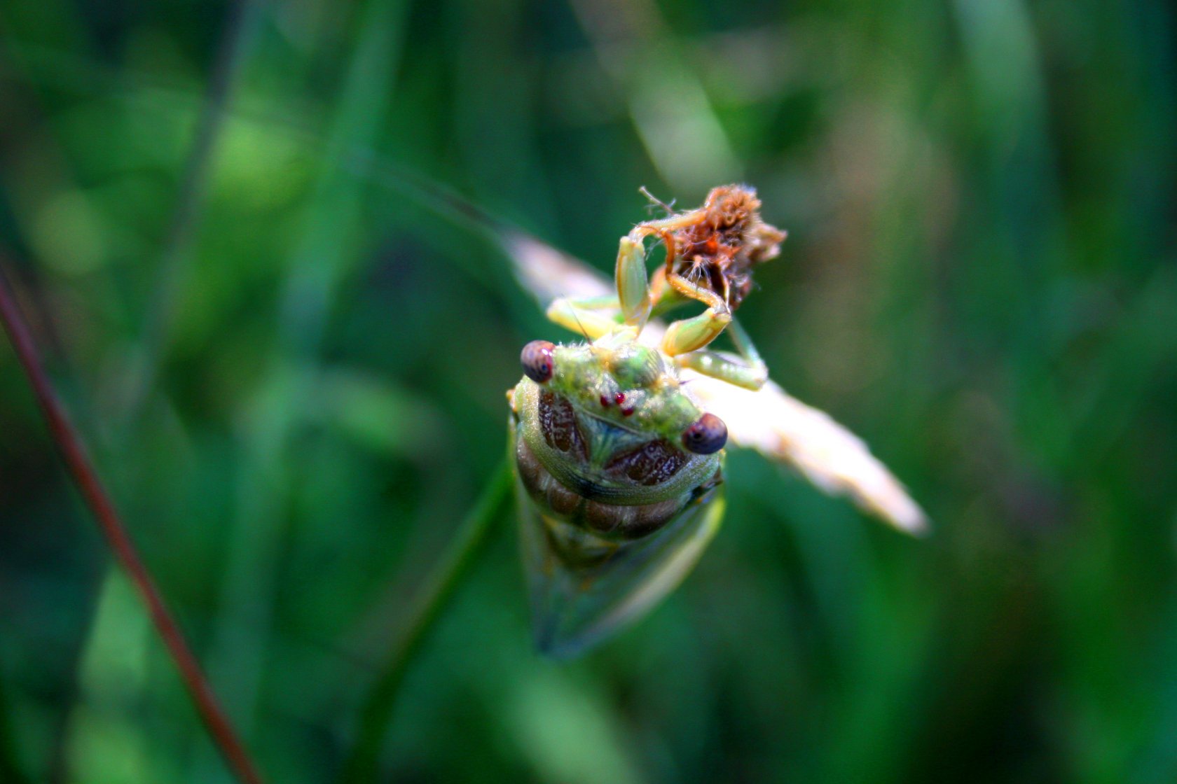 Fonds d'cran Animaux Insectes - Cigales cigales