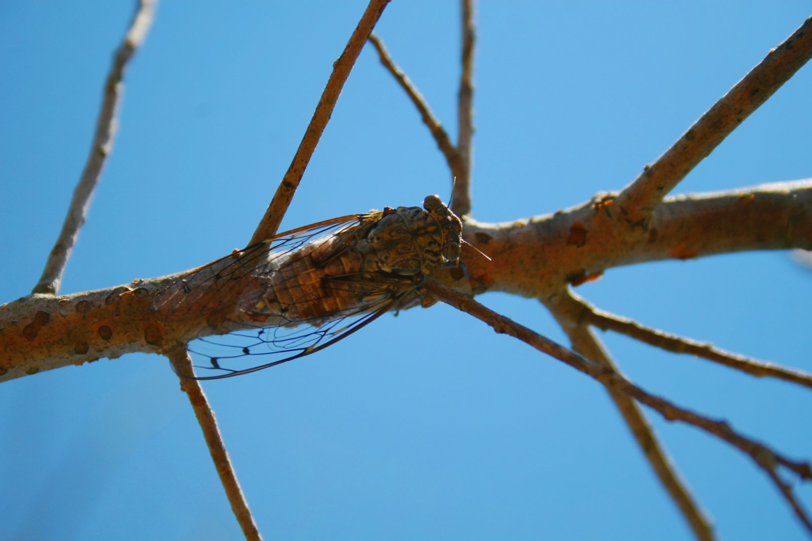 Wallpapers Animals Insects - Cicadas cigales