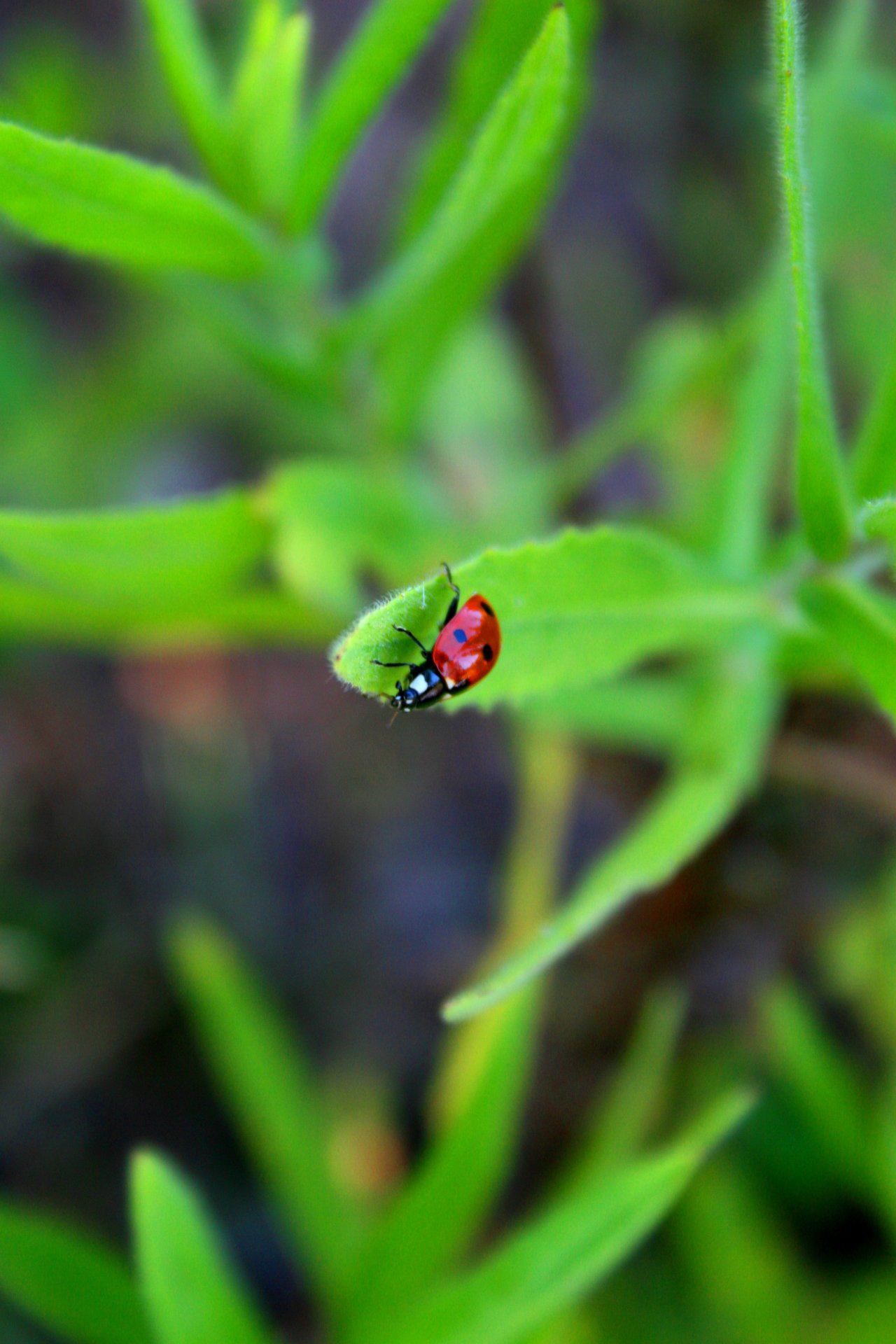 Wallpapers Animals Insects - Ladybugs coccinelle