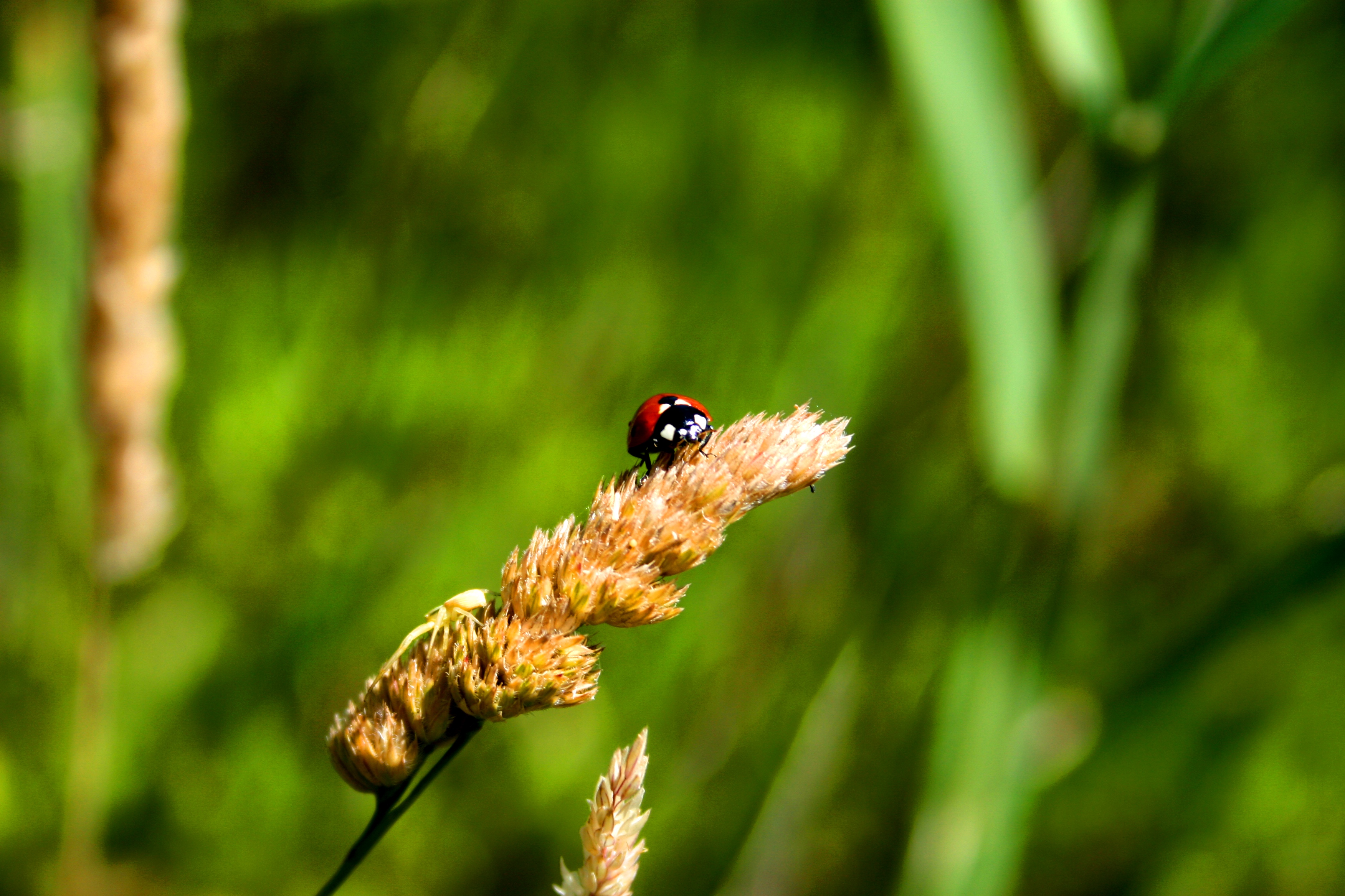 Wallpapers Animals Insects - Ladybugs coccinelle