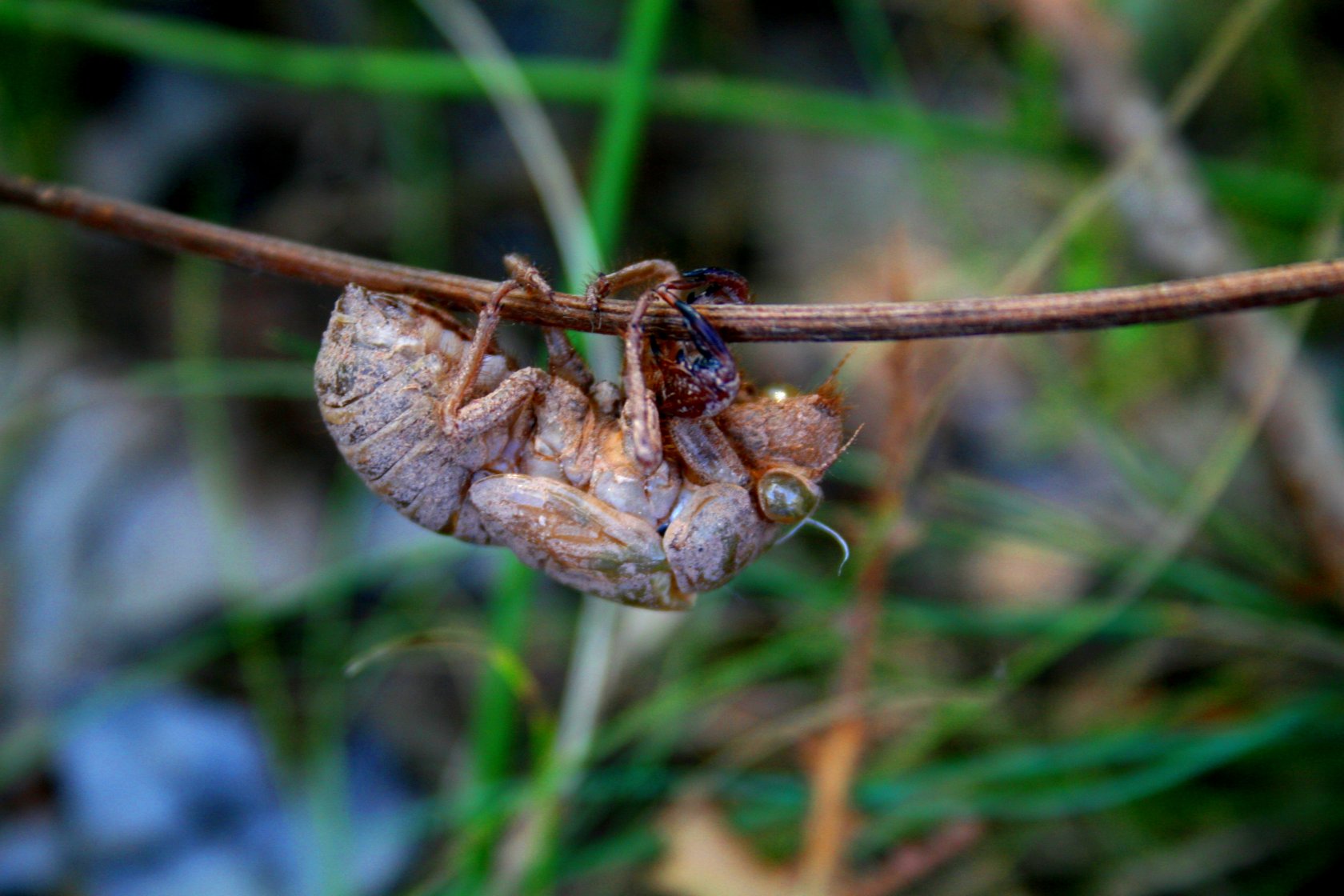 Wallpapers Animals Insects - Miscellaneous crysalide de "cigalle"