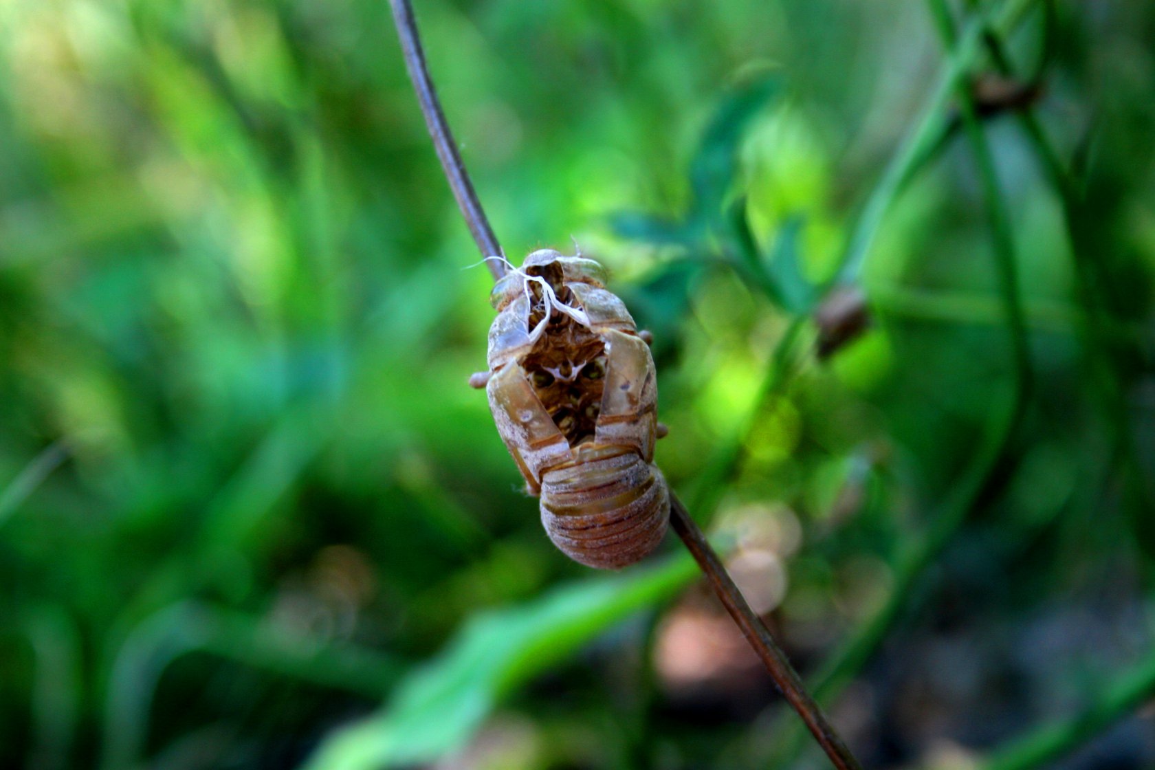 Wallpapers Animals Insects - Miscellaneous crysalide de "cigalle"