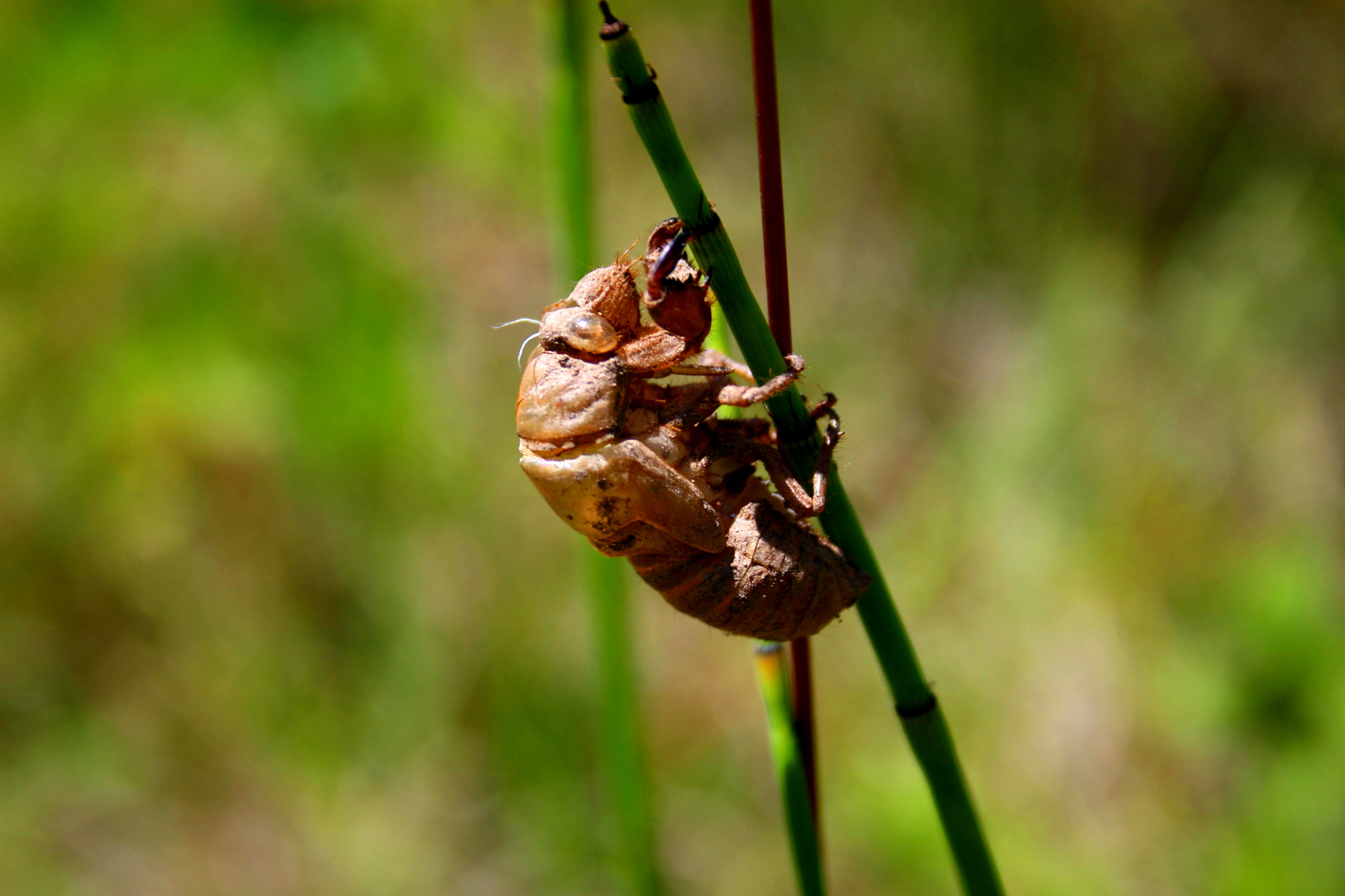 Wallpapers Animals Insects - Miscellaneous crysalide de "cigalle"