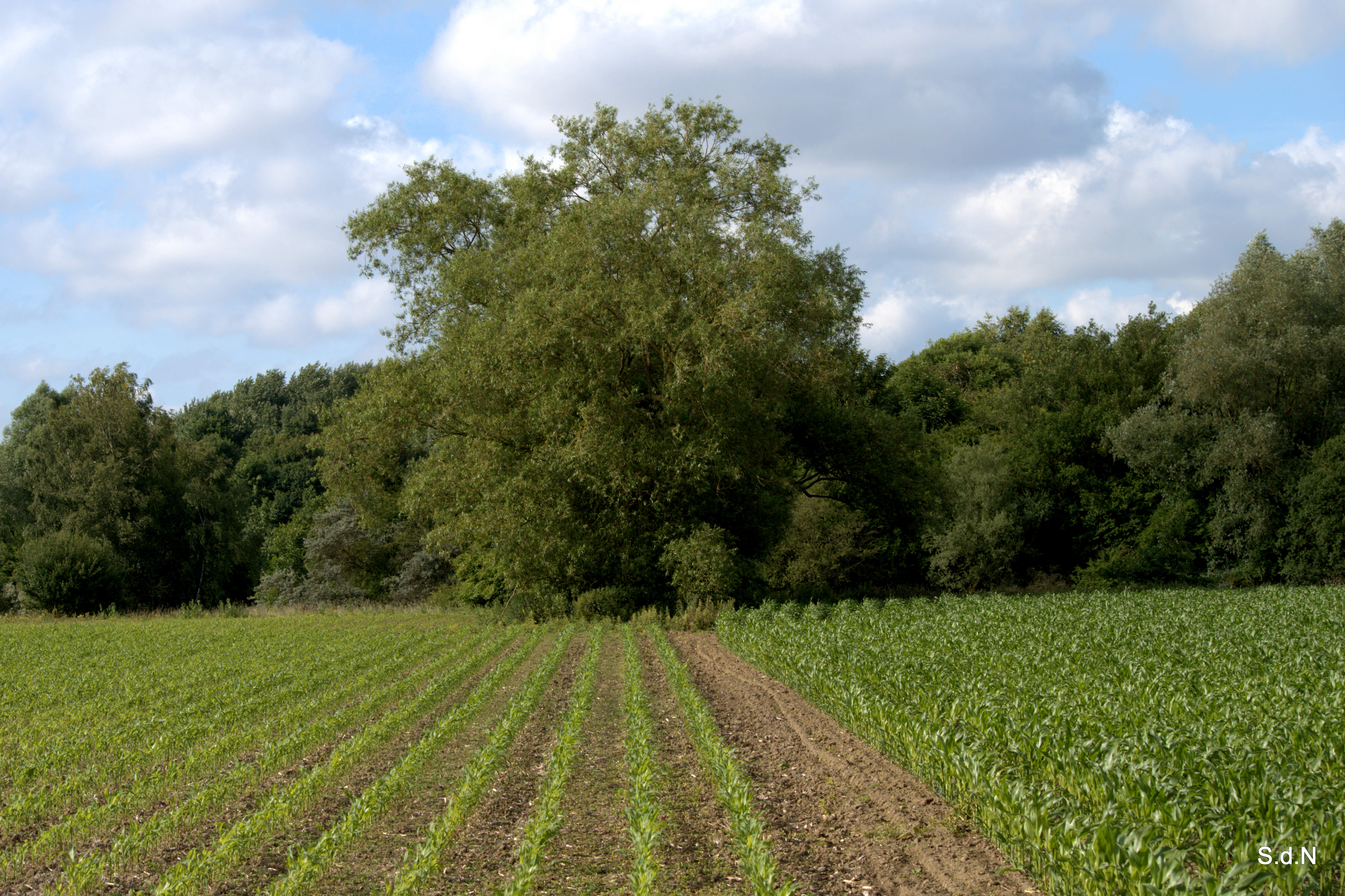 Wallpapers Nature Fields VILLENEUVE D ASCQ  L ARBRE AU BOUT DU CHAMP