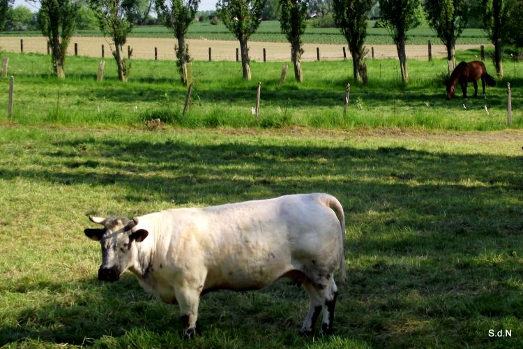 Fonds d'cran Animaux Vaches - Taureaux - Boeufs COMINES VUE CHAMPETRE