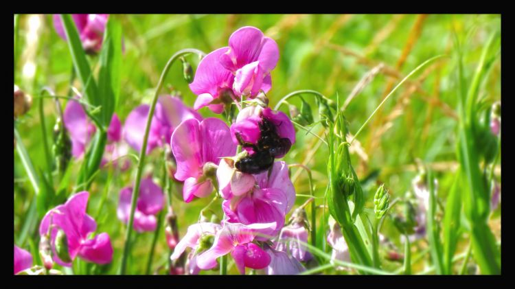 Fonds d'cran Animaux Insectes - Abeilles Gupes ... bourdon sur pois de senteur