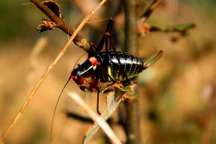 Wallpapers Animals Insects - Grasshoppers and Locusts SAUTERELLES