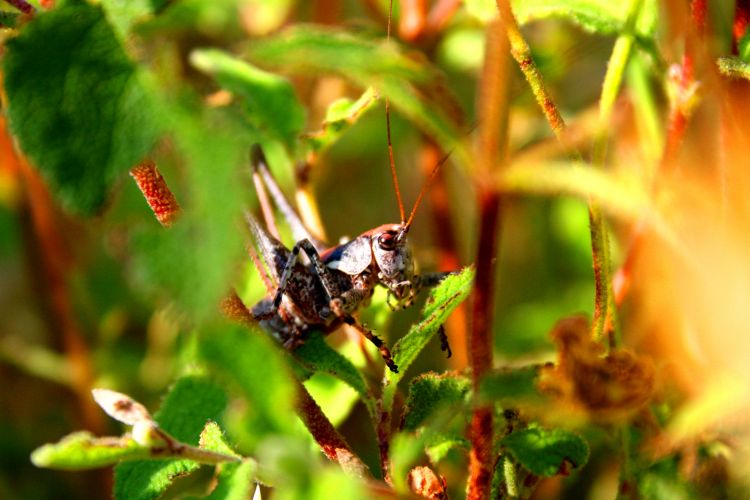 Fonds d'cran Animaux Insectes - Sauterelles et Criquets SAUTERELLES