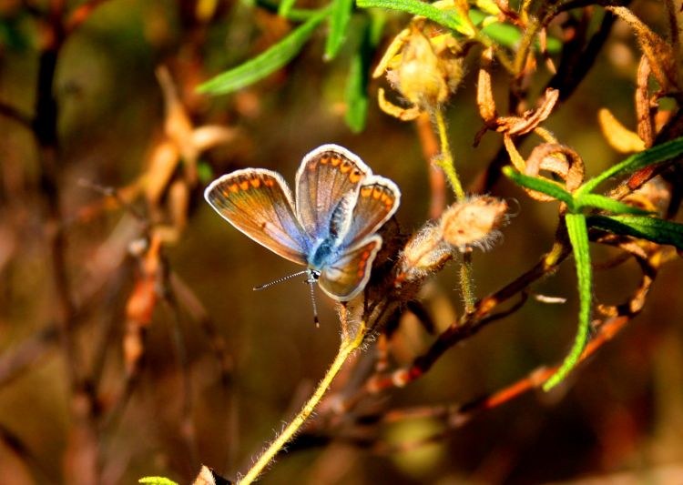 Fonds d'cran Animaux Insectes - Papillons PAPILLONS 