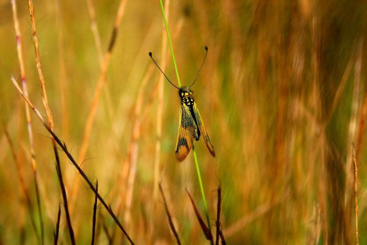 Fonds d'cran Animaux Insectes - Papillons PAPILLONS 