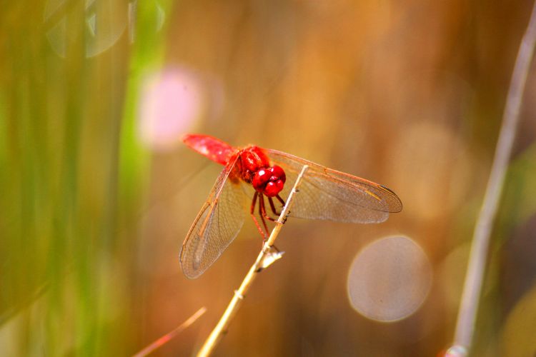 Wallpapers Animals Insects - Dragonflies libellule rouge sanguin