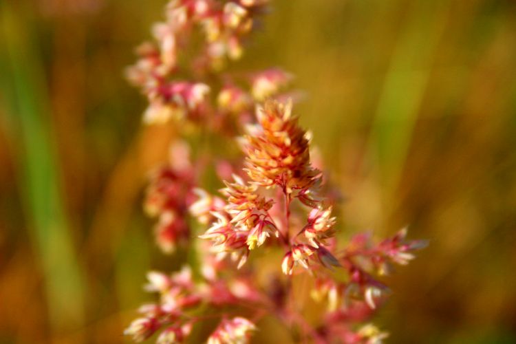 Fonds d'cran Nature Herbes fleurs et lotus