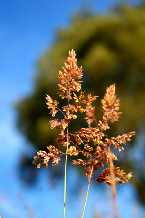 Fonds d'cran Nature Herbes fleurs et lotus