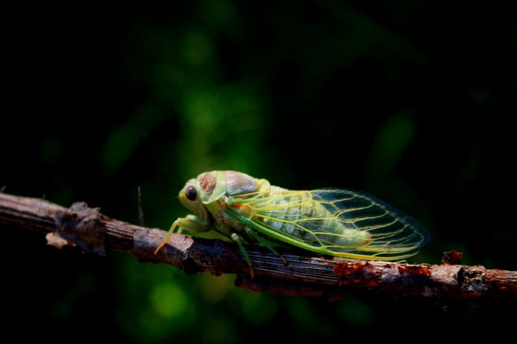 Wallpapers Animals Insects - Cicadas cigales