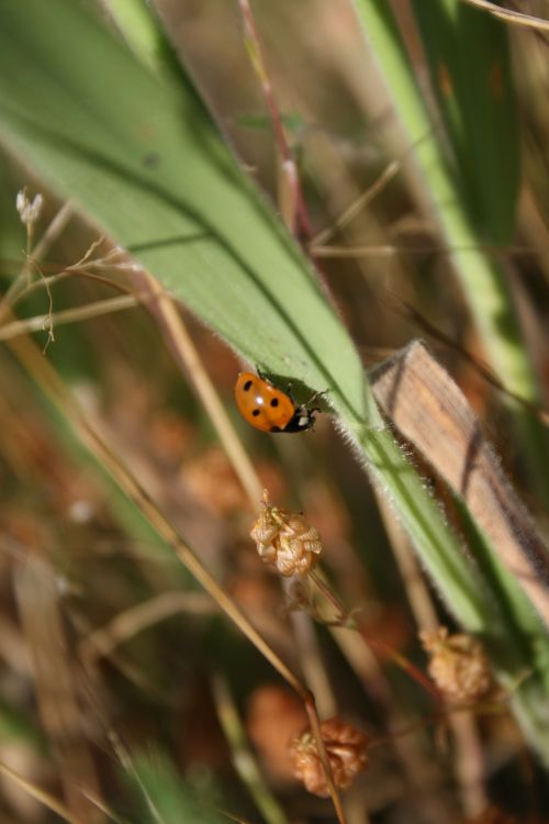 Fonds d'cran Animaux Insectes - Coccinelles coccinelle