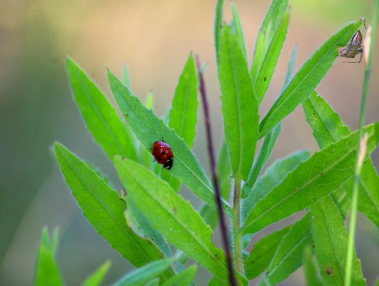 Fonds d'cran Animaux Insectes - Coccinelles cache cache entre les deux!