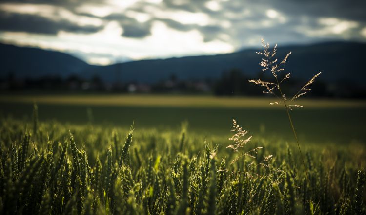 Fonds d'cran Nature Herbes Champs