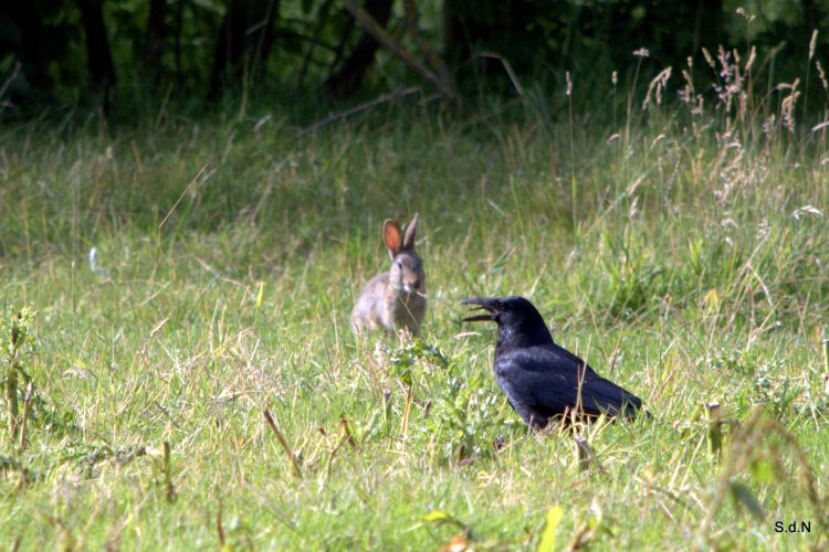 Fonds d'cran Animaux Oiseaux - Corbeaux LE CORBEAU ET LE LAPIN  