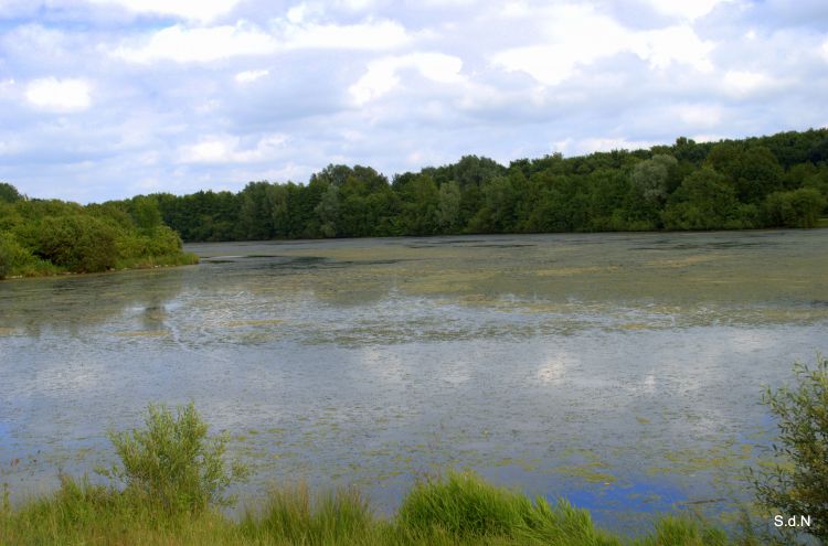 Fonds d'cran Nature Lacs - Etangs VILLENEUVE D ASCQ 