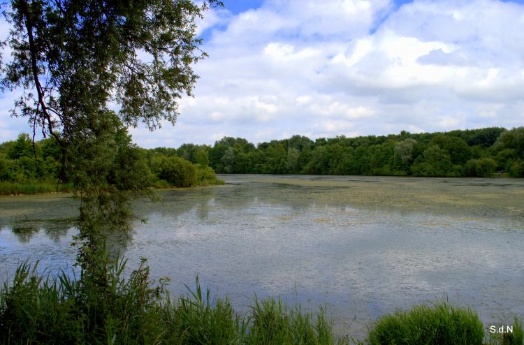 Fonds d'cran Nature Lacs - Etangs VILLENEUVE D ASCQ 