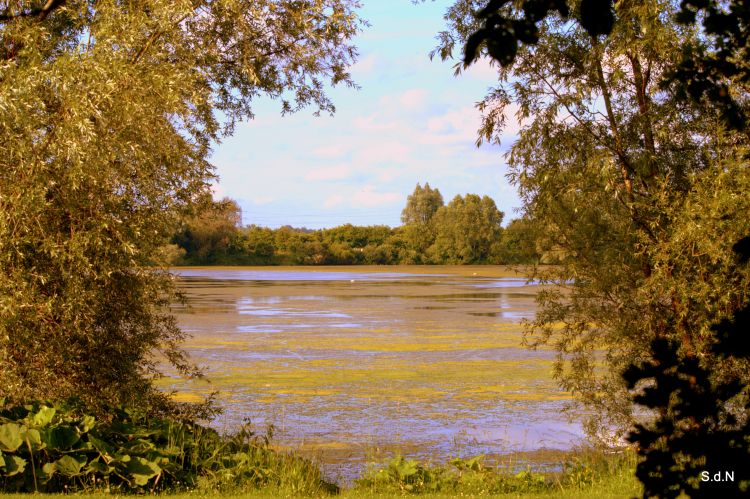 Fonds d'cran Nature Lacs - Etangs VILLENEUVE D ASCQ 