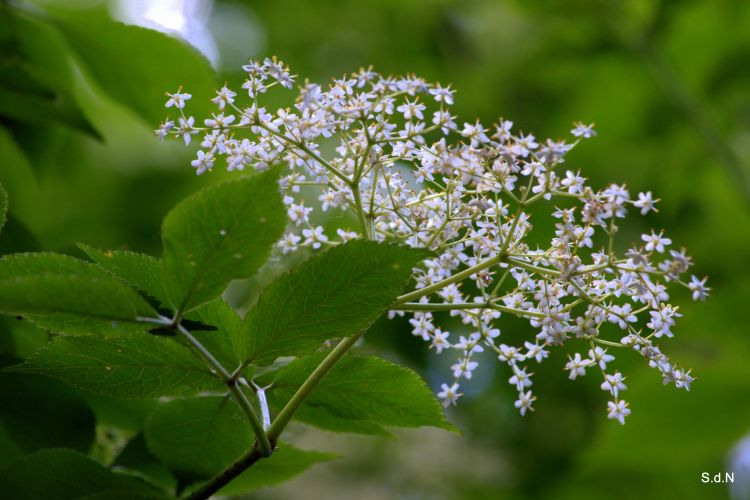 Wallpapers Nature Flowers  DE JUIN 2013