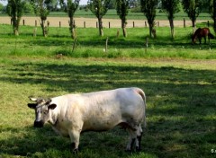  Animaux COMINES VUE CHAMPETRE