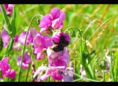  Animaux bourdon sur pois de senteur