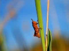  Animaux SAUTERELLES