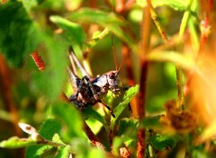  Animaux SAUTERELLES