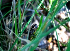  Animaux SAUTERELLES